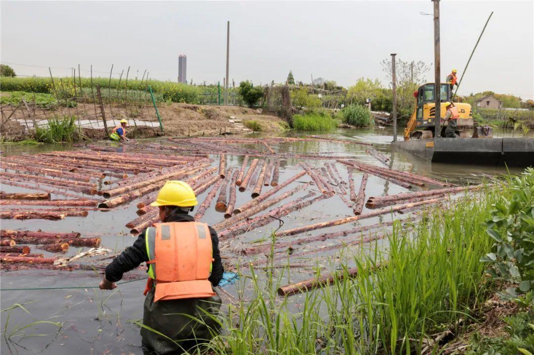 改善水環(huán)境！徐行122條段村級(jí)河道用木樁對(duì)河岸進(jìn)行加固整治
