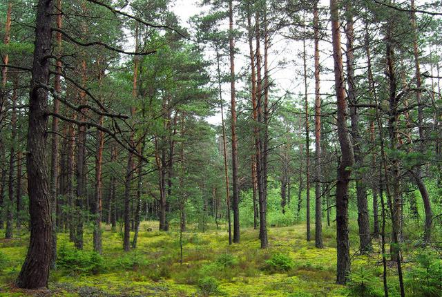 中國(guó)主要的松木產(chǎn)地有哪些，不同產(chǎn)地的松木有哪些區(qū)別