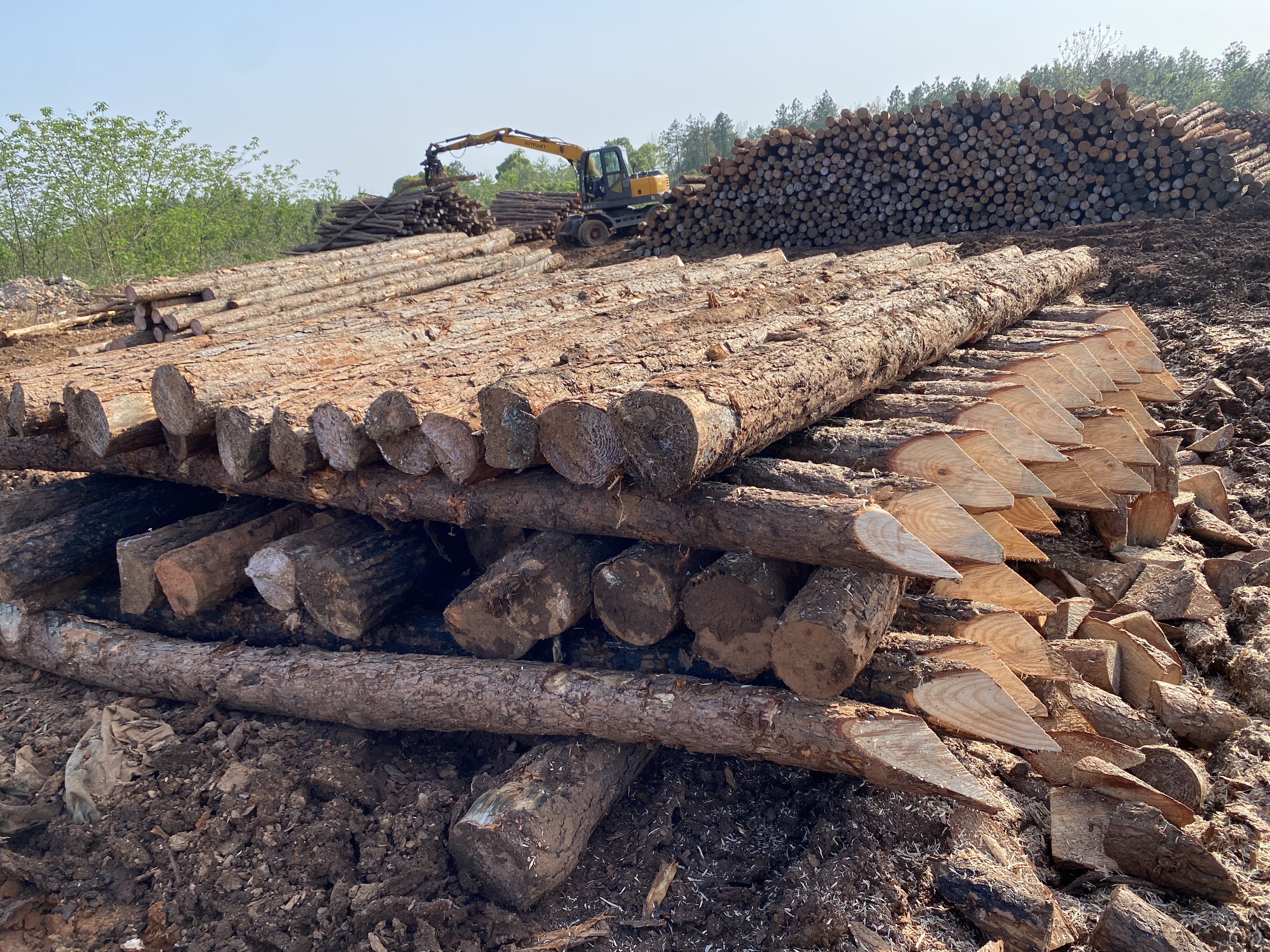 揭開(kāi)松木的奧秘！松木最全介紹