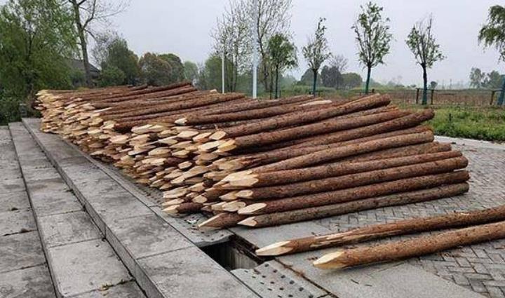 杉木樁為什么這么受歡迎？杉木樁有哪些優(yōu)點(diǎn)和缺點(diǎn)？