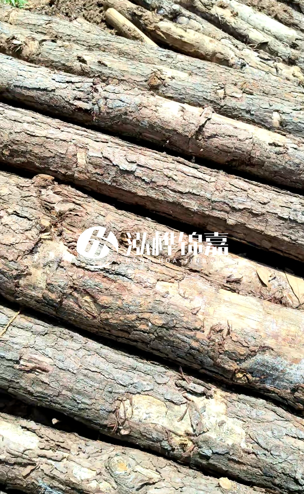 佛山松木樁源頭廠家-松木樁和杉木樁在河道治理中哪個更耐用？