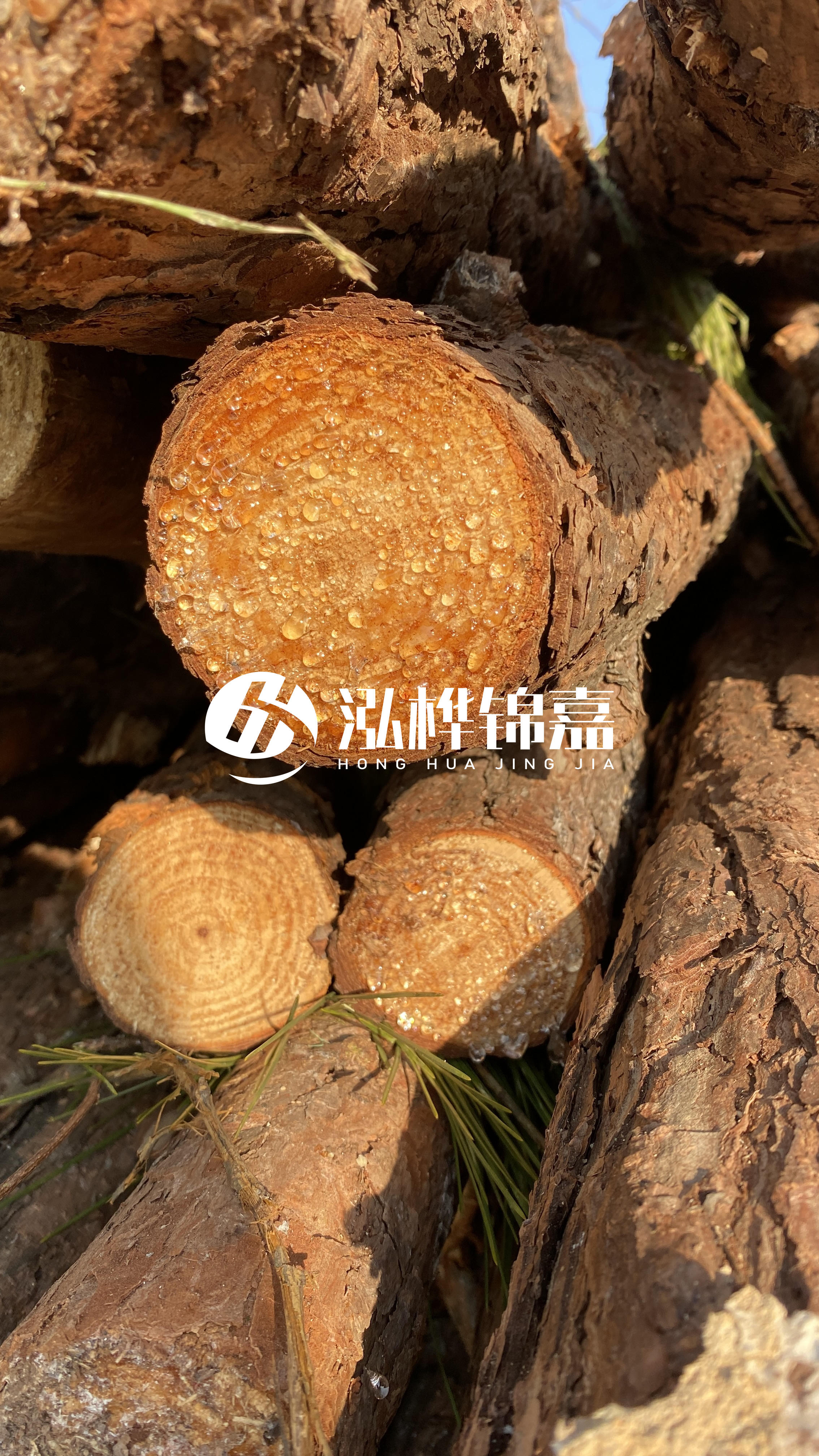 達(dá)州松木樁源頭廠家-油松和落葉松哪種便宜？