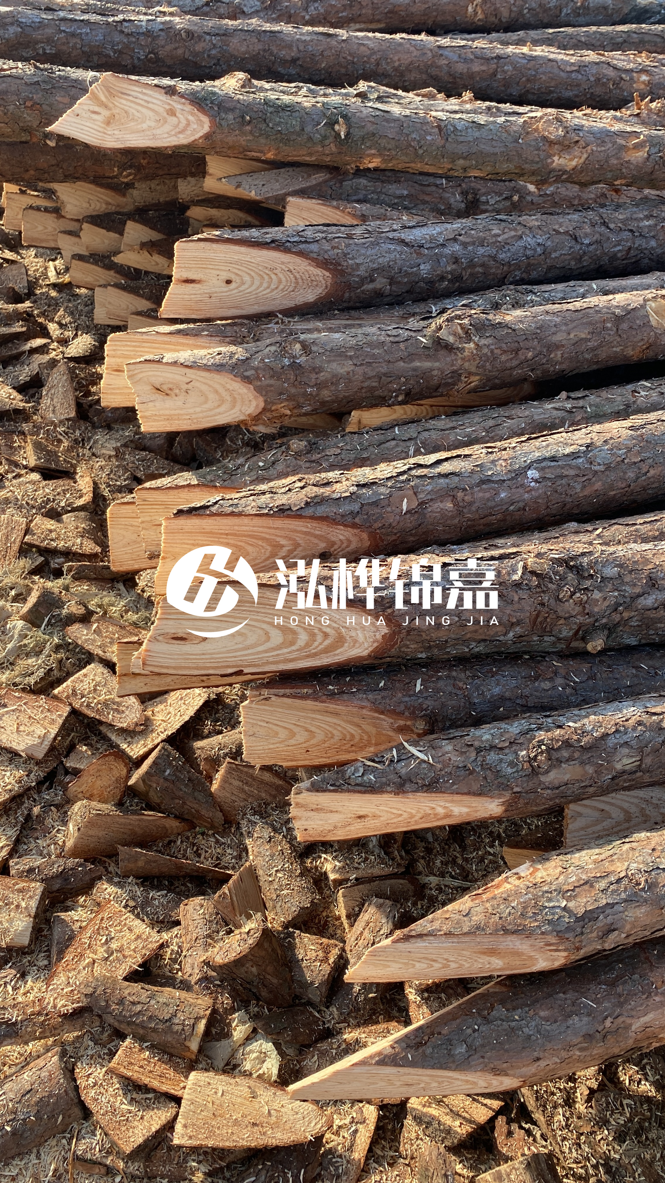 松木樁怎么分辨好壞？學(xué)會這幾招，輕松分辨松木樁好壞不踩雷！