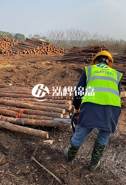 廣東松木樁3米生產(chǎn)廠家-3米直徑12松木樁多少錢？